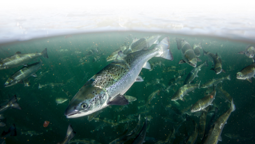 Untapped Potential – Why Growing Canada’s Aquaculture Sector is Key to Achieving a Blue EconomyCanadian Aquaculture Industry Alliance (CAIA)